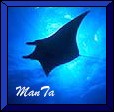 ManTa Logo